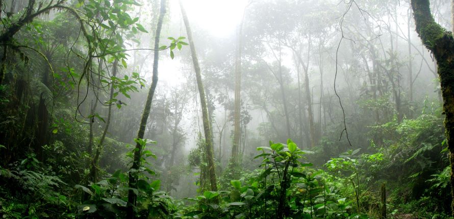 Дождевой лес. Тропический лес в окружении тумана. Как технологии помогут защитить лес?